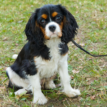 Facts About the Cavalier King Charles Spaniel | VetIQ