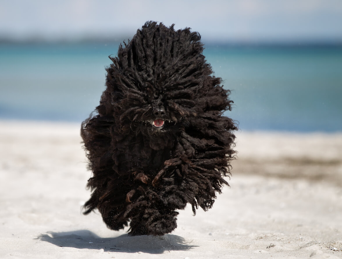 The Puli Dog Is A Lovable Breed With A Unique Look Vetiq